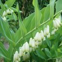 Polygonatum multiflorum